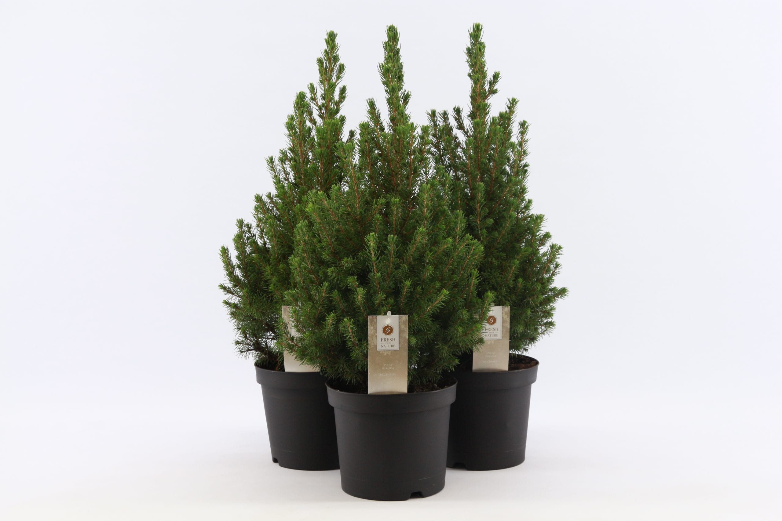 Ель канадская Коника Десембе